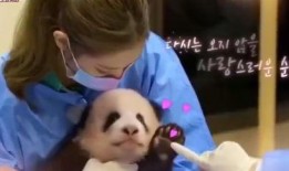 网友爆料海狸视频,揭秘明星幕后生活